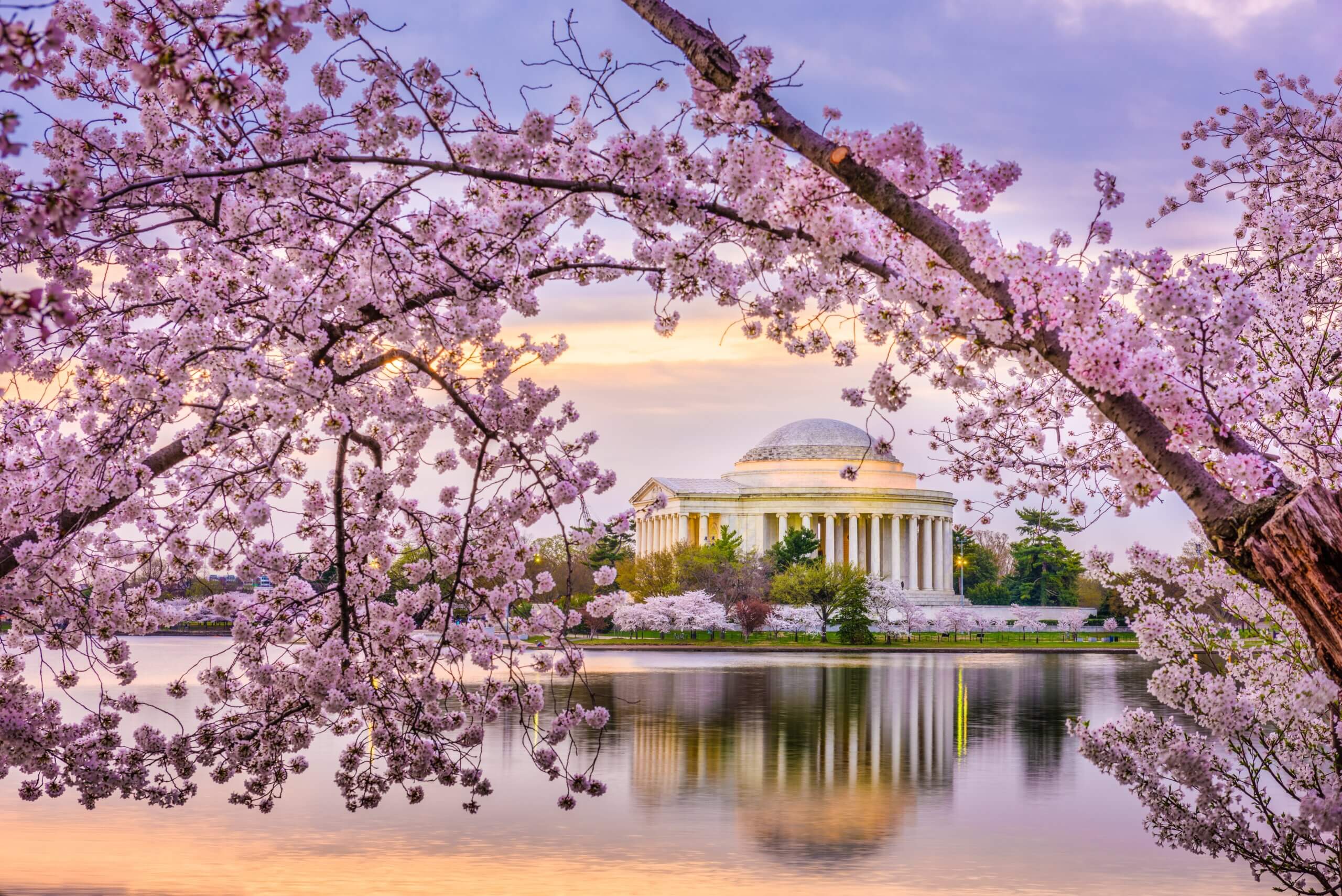 The Jefferson Memorial in Washington, D.C. is framed by blooming cherry blossoms. The reflection of the monument and blossoms shimmers in the water under a pastel-colored sky at sunrise or sunset.